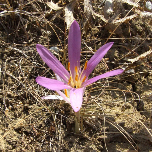 2_Colchicum arenarium_JCh