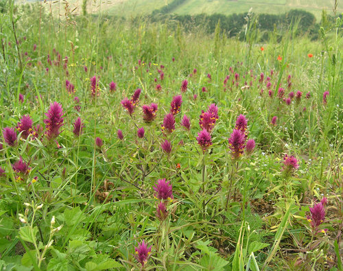 Cernys rolni (Melampyrum arvense) je ozdobou stepnich uhoru. Foto Karel Fajmon