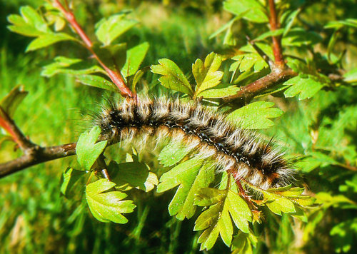 Housenky bourovce trnkoveho (Eriogaster catax) ziji zpocatku v pavucinovem hnizde, pozdeji se rozlezaji po okoli. Foto Tomas E. Vondrejc