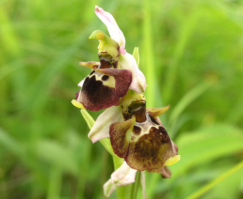 Ophrys_holubyana_A