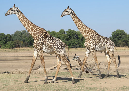 Endemick† ßirafa zambijsk† Thornicroftova v NP South Luangwa. Jej° poüetnost je nepżesahuje 1000 kusÖ. Foto FrantiÁek Pelc