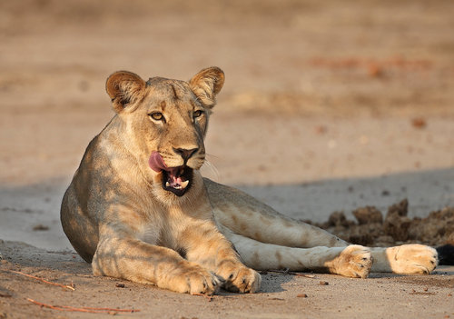 V celā Africe se poüetnost lva pustinnāho odhaduje pouze na 25 tis. jedincÖ, v Zambii jich ßije sotva tis°covka. NP Lower Zambezi.  Foto FrantiÁek Pelc