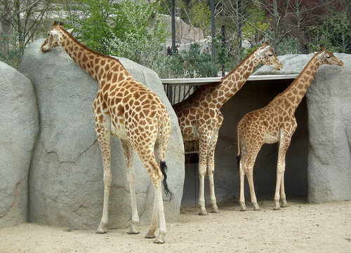 ¶irafa kordofansk† v paż°ßskā ZOO Foto Jan Plesn°k