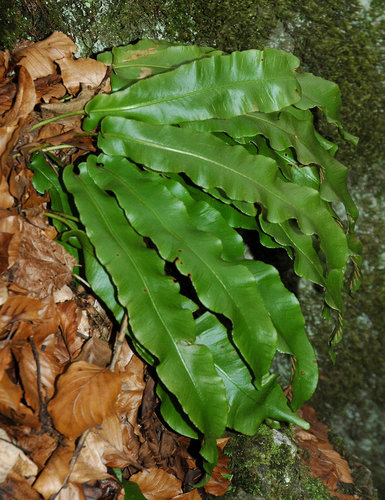 Jelen° jazyk celolistž (Phyllitis scolopendrium) roste kolem jez°rka v poütu pżes 300 kusÖ Foto Jiż° śaf†ż