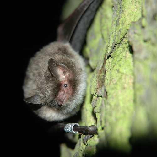 Netopžr vodn° (Myotis daubentonii) vypouÁtōnž po odchytu u Hranickā propasti. Foto Jiż° śaf†ż