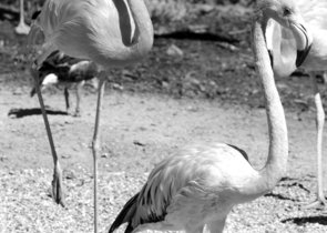 BirdLife International hodnotí stav světové avifauny