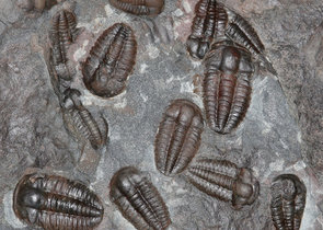 Česká geologická služba 2019 – sto let od založení