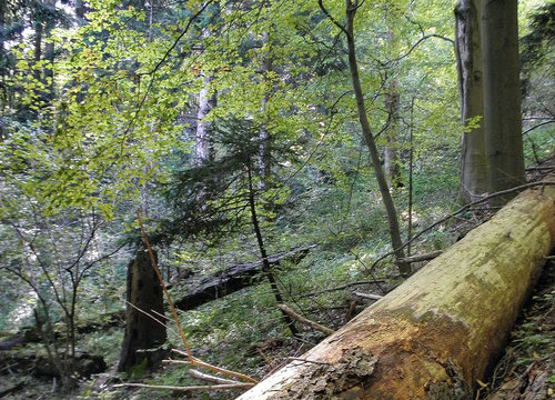 01 śü£rnica - pż°rodō bl°zkž lue na severn°m okraji B°lžch Karpat (4) - foto Jan Moravec