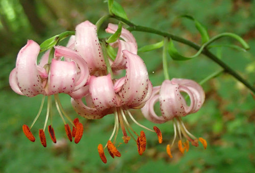 Lilium martagon - foto Jaroslav Podhornž