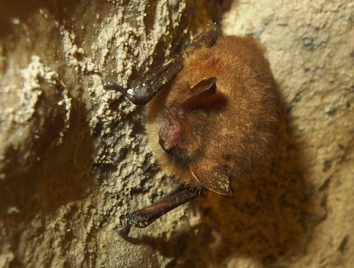 Netopžr brvitž (Myotis emarginatus)Martin Koudelka