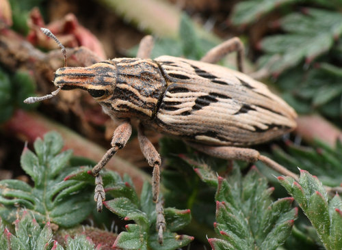 coniocleonus_nigrosuturatus_Filip_Trnka