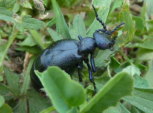 Meloe_proscarabaeus_c