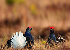 Will the black grouse survive in the Krkonoše Mts until 2040?