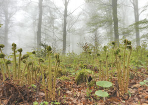 Where is Šumava National Park heading?