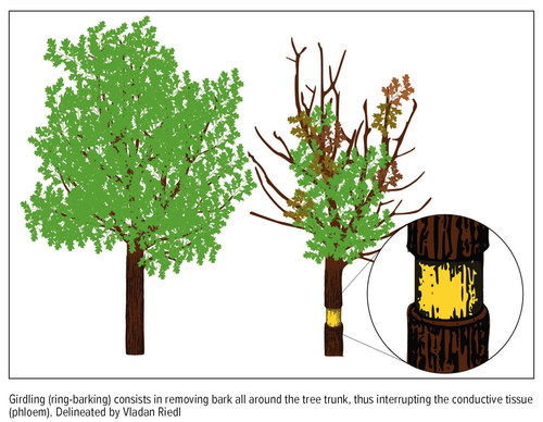 Tree veteranisation-2