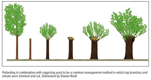 Tree veteranisation-4