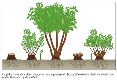 Tree veteranisation-5