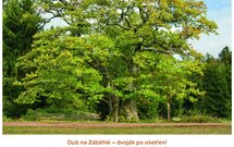 Bobr kanadský (Castor canadensis) byl do Evropy dovezen v minulosti a v současnosti panují obavy z jeho šíření na úkor bobra evropského (Castor fiber). Na území ČR zatím jeho výskyt nebyl potvrzen.