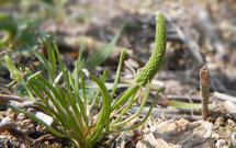 Skalní ostrožna nad Dyjí s populací kosatce různobarvého (Iris variegata).