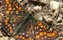 Čolek karpatský (Triturus montandoni)