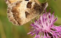 Vzácný čáp černý (Ciconia nigra) nalézá v lesních biotopech Jeseníků vhodné podmínky.