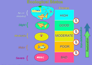 How We Do (not) Implement the Water Framework Directive in Improving the Morphological Status of Wat