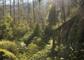 Přirozenost lesa jako nástroj  ochrany přírody?