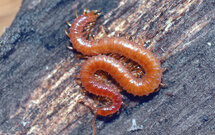 Pochybek severní (Androsace septentrionalis) je jedním z nejvzácnějších druhů flóry Doupovských hor.