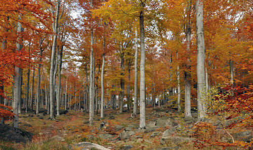 Acidophilous, floweing and mountain sycamore beech forests and scree forests cover 94.5% of the the Jizerskohorské bučiny/Jizera Mountains Beech Forest. ©Jiří Hušek