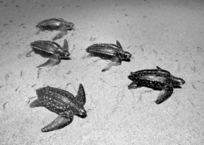 Změny podnebí posouvají  rozšíření mořských želv  ve Středomoří 