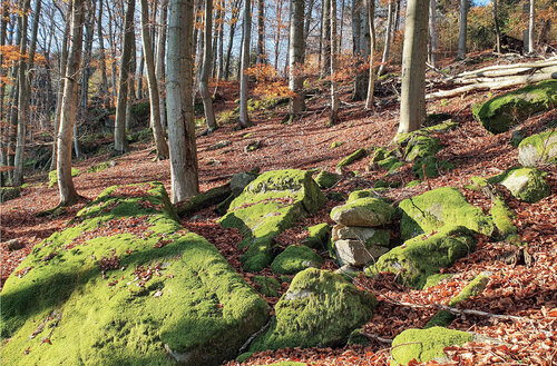 The commitment to protect nature on 30% of the country can also be fulfilled by including private reserves established by the Czech Union for Nature Conservation, Czech Society for Ornithology, and other associations, such as the Jehliště Primeval Forest near the town of Sedlec – Prčice (Central Bohemia). © Pavel Pešout