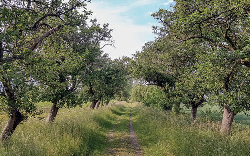 The Regulation emphasizes green infrastructure and connectivity. There should be an increase in the representation of landscape elements on agricultural land – pictured an avenue of fruit trees in the Polabská nížina/Labe/Elbe River Lowland between municipalities of Velim and Sokolčí (Central Bohemia). © Pavel Pešout