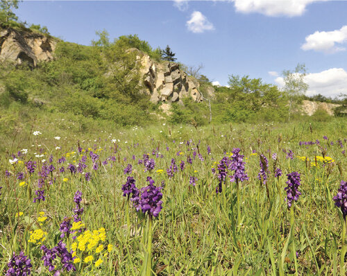 Quarry after renaturalization. © Zdeněk Patzelt