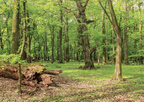 The National Commitment to Increase the Coverage and to Improve the State of Protected Areas in th
