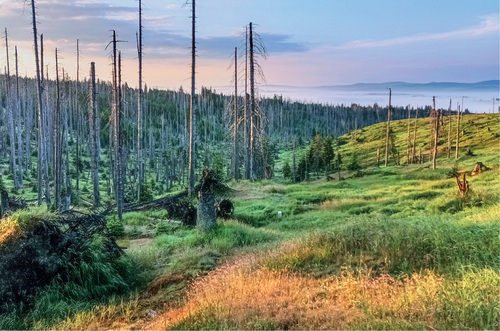 On the left, the natural zone of the Šumava/Bohemian Forest Mts. National Park, on the right, the natural zone (Naturzone) of the German Bayerischer Wald/Bavarian Forest National Park. On both sides of the state border, the areas are intended to be left undisturbed by natural processes in the future. However, they clearly differ in the time of the last intervention. © Eva Knižátková