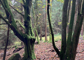What Does the European Union´s Nature Restoration Law Mean for Forests in the Czech Republic?