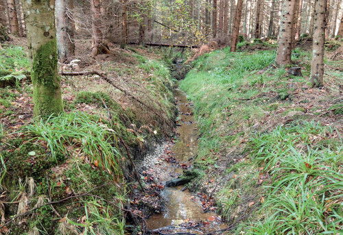 Drainage canal in the Pivonické skály/Oivonice Rocks Nature Reserve immediately adjacent to the Žofínský prales/Žofín Primeval/Virgin Forest National Nature Reserve. © Jeňýk Hofmeister
