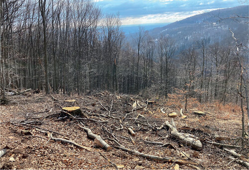 A fragment of a 240-year-old beech forest in the Východní Krušnohoří/Eastern Ore Mts. Special Area of Conservation pursuant to the EU Habitats Directive, logged by the Lesy ČR/Forest of the Czech Republic, State Enterprise in spring 2022. © Jeňýk Hofmeister