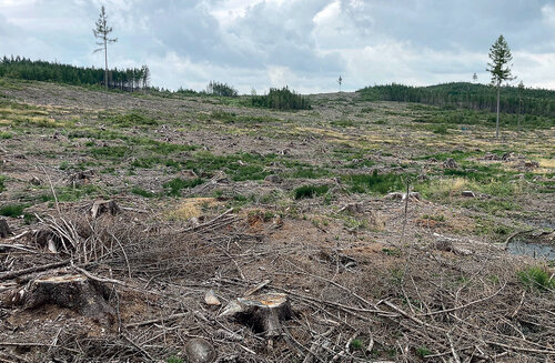 Extensive clearings as a consequence of the European spruce bark beetle (Ips typographus) outbreak/plague, almost entirely lacking biological heritage of the previous forest generation, have emerged in recent years in the Brdy Highlands Protected Landscape Area (northern slope of Březový vrch/Birch Hill, September 2022).© Jeňýk Hofmeister