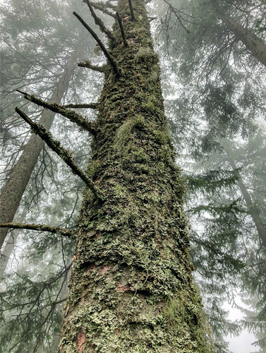23A standing dead Norway spruce becomes a valuable habitat for many lichen species not finding suitable conditions on living spruce trunks (top part of the Boubínský prales/Boubín/Kubany Primeval/Virgin ForestNational Nature Reserve). © Jeňýk Hofmeister