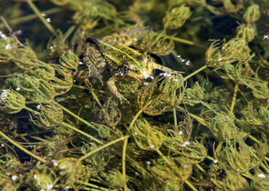 Restoration of a meadow wetland and its effect on aquatic invertebrates