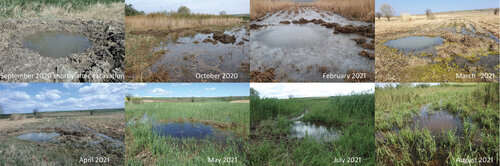 Figure 2: Development of one of the pools built on the pasture. The upper row presents the state of the pools (from left) in the period (i) September 2020 shortly after excavation; (ii) the October 2020 floods; (iii) February 2021; and (iv) March 2021. The lower row in the period (v) April 2021; (vi) May 2021; (vii) July 2021; and (viii) August 2021. © Marie Kotasová Adámková