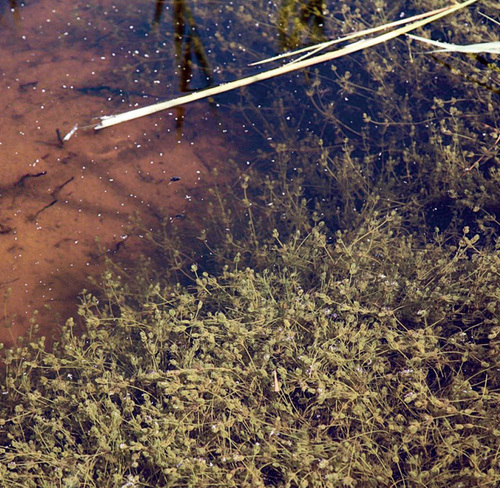 Figure 5: Ponds overgrown with charophyte green algae of the Chara genus. The common Chara vulgaris was recorded, but also the rarer Chara hispida. © Marie Kotasová Adámková.