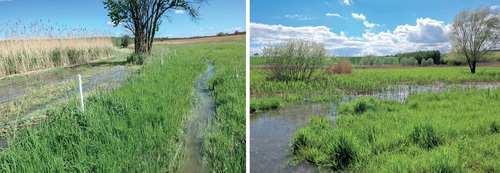 28Figure 8: Water from the brook flows into the wetland mainly after higher rainfall, after which the brook leaves its bed in many places (left) and then flows into temporary channels through which it flows directly to the pasture (right). © Marie Kotasová Adámková.