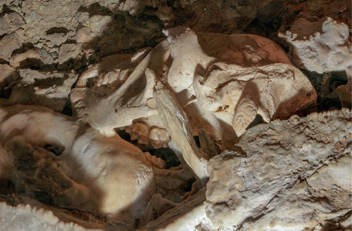 Cranial view of the skull. © Ivan Balák