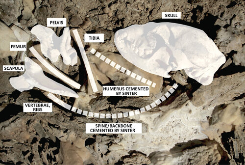 Diagram of the bones of a bear cub. © Ivan Balák