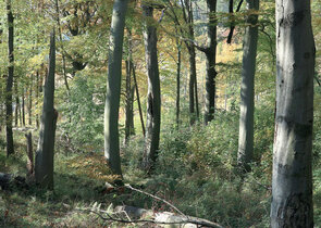 The Natura 2000 Network Will Again Expand in the Czech Republic