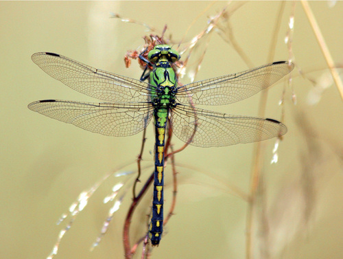The species for which a geographical gap was identified in the Czech Republic was the Green club-tailed dragonfly (Ophiogomphus cecilia). © Jiří Neudert