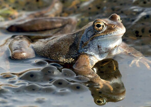 A Proposal for Revising Threatened Species Protection in the Czech Republic