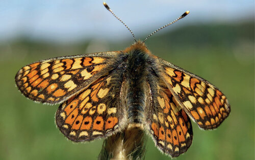 The Marsh fritillary (Euphydryas aurinia), an endangered butterfly according to the Red List of Threatened Species of the Czech Republic, which is among the most endangered diurnal butterflies in Europe (in the Czech Republic, it occurs only in western Bohemia), is not included in the current decree, and therefore the Nature Conservation Agency of the Czech Republic cannot prepare and implement an Action Plan/Recovery Programme for it. © Václav John